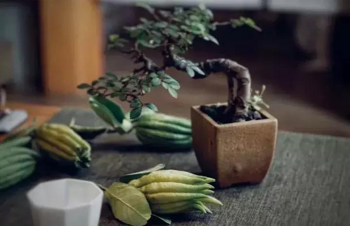 啥是佛手,五种佛手