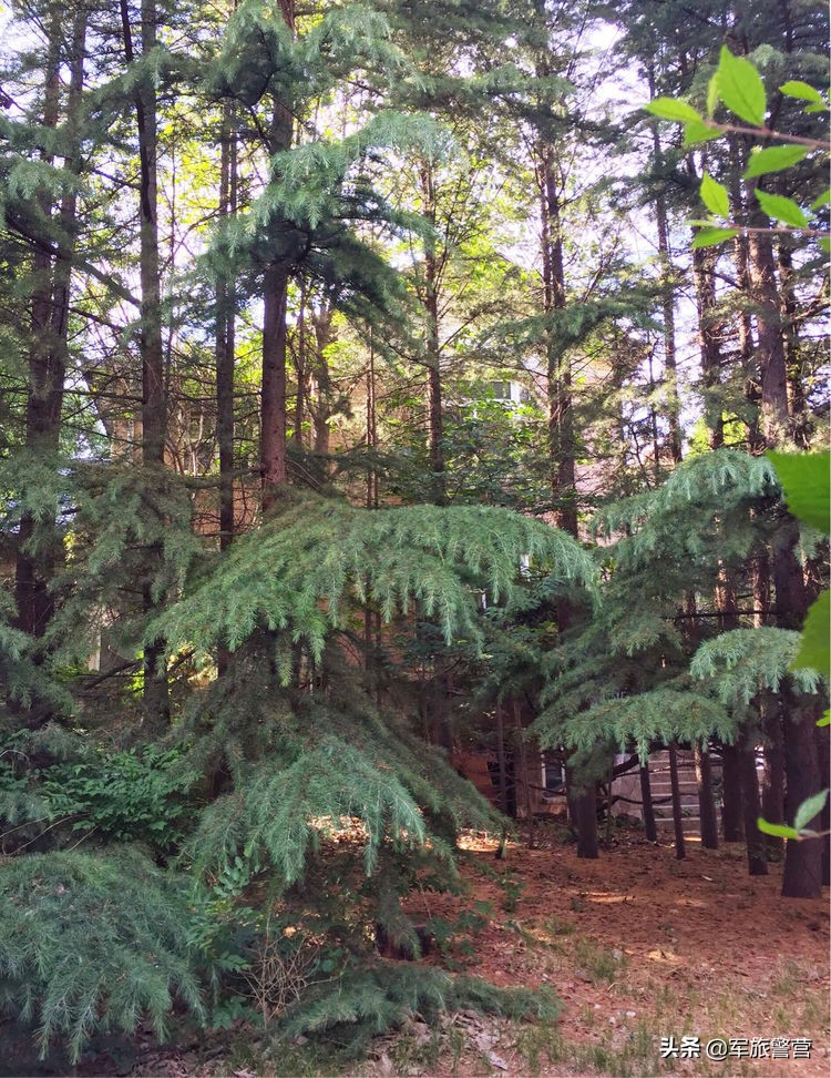 大连市八七疗养院的故事,大连八七疗养院