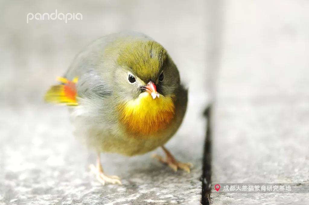 四川熊猫麻将怎么才能赢,打熊猫麻将的诀窍