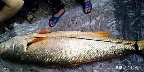 花胶一共有几种类型的品种,花胶种类中哪种最好