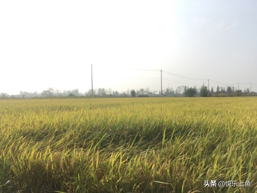 意外的大物鱼情狂切子线最后我用这种方法成功搏大物