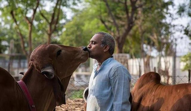 “印度牛人”帕萨纳：44岁富豪抛妻弃子，只为把心爱的母牛娶回家