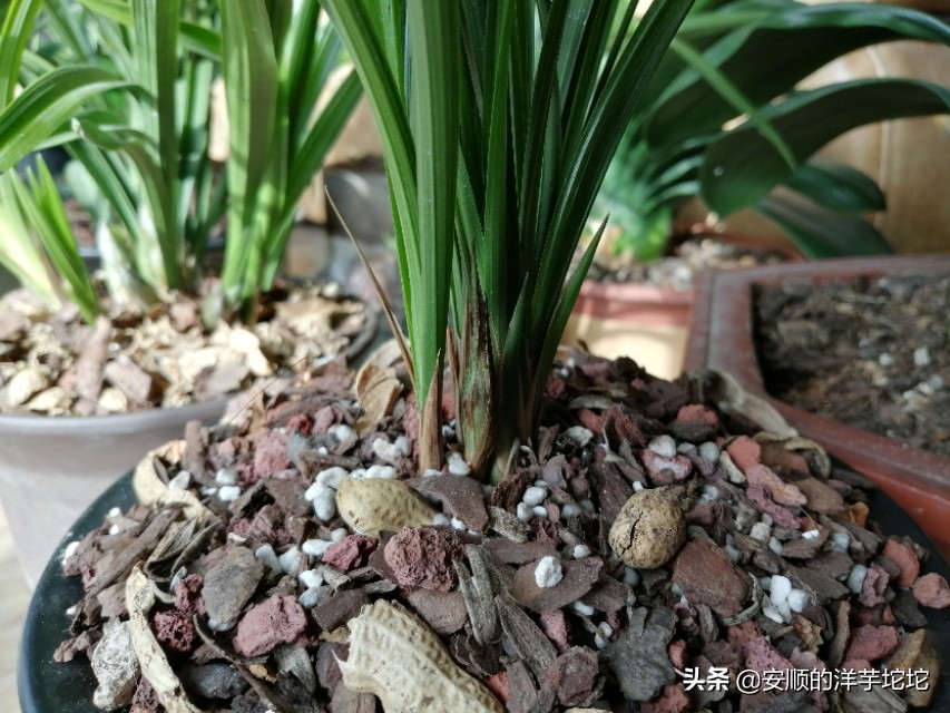 兰草花苞一个月还没开,兰草花苞长得快吗