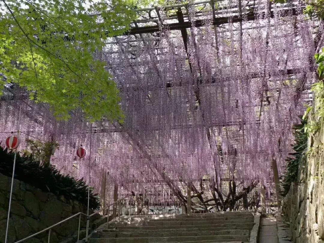 紫藤中最有名的品种叫什么名字,非常好种不需要太阳的紫藤品种