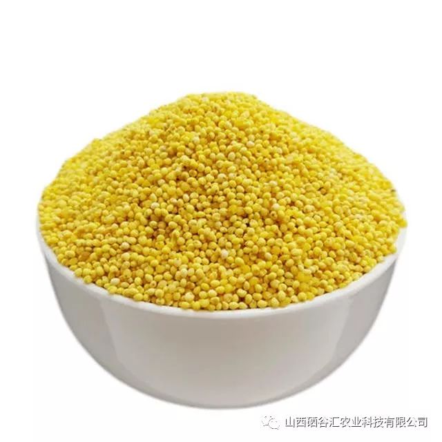 粮食小米的功效和作用,鲁村小米的营养价值