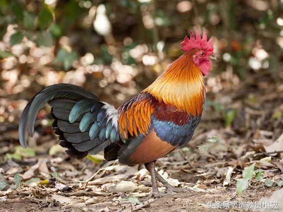 农村返乡创业怎么抵押贷款,最适合穷人的创业项目农村创业