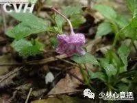 动物中药功效大全,中药药材大全及功效