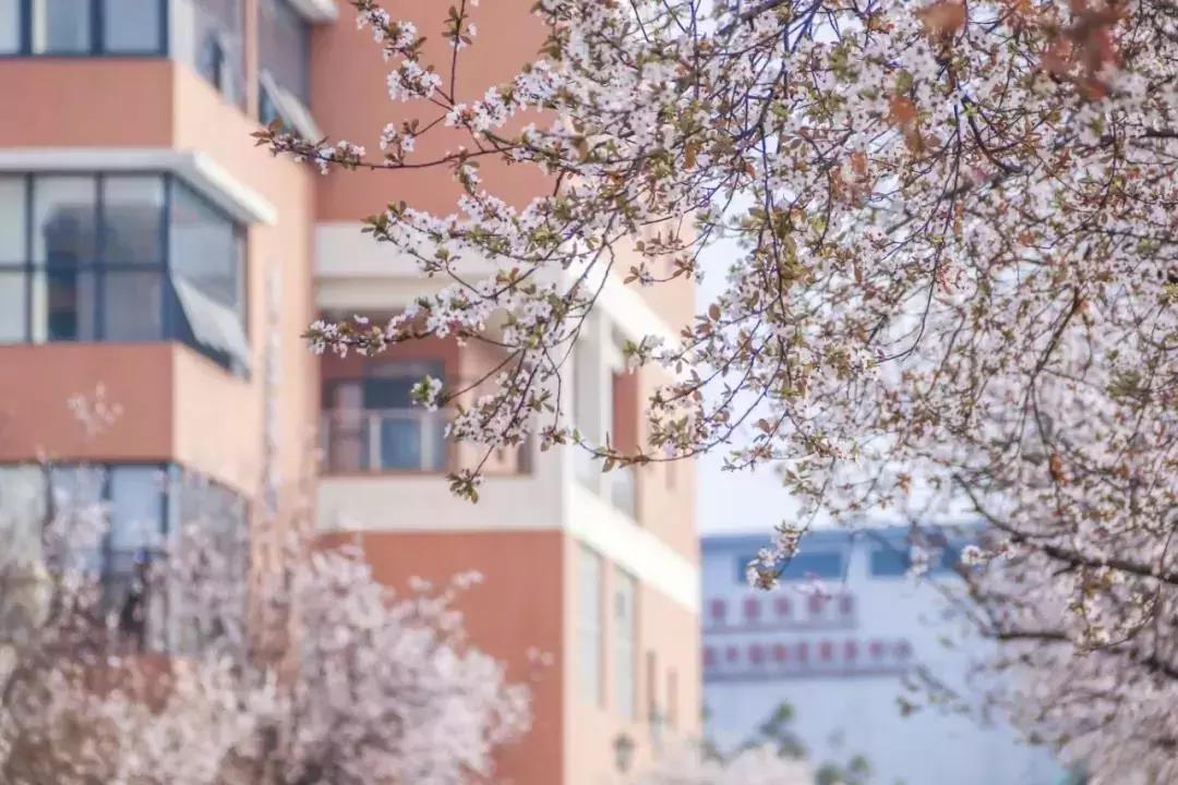 一头扎进春天里云南,美如仙境的西南民大