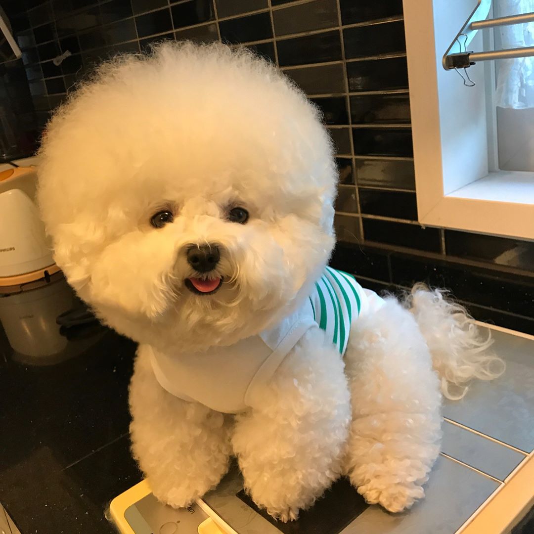 比熊犬对你做这些事，说明它的心里只有你