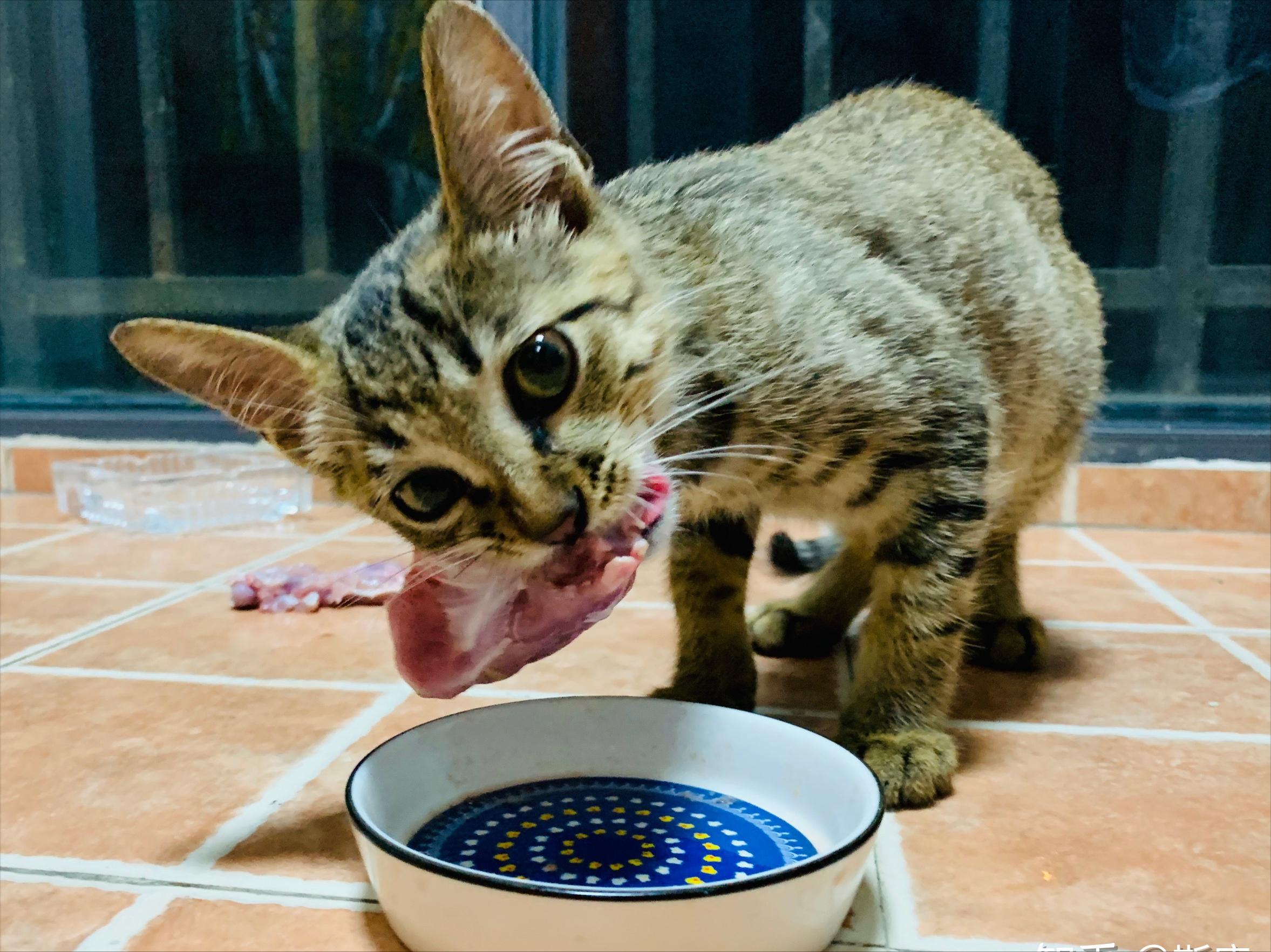 关于猫咪的冷知识你知道多少 (关于猫咪的冷知识)