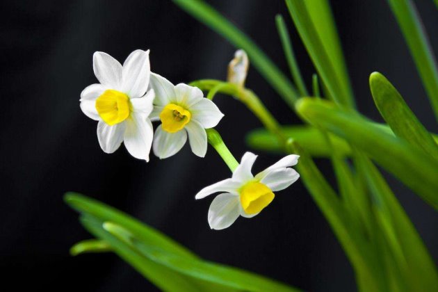 水仙花花苞掉了怎么办,水仙花花蕾小怎么办