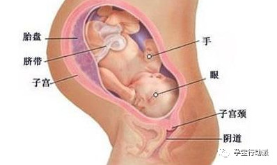 孕期周刊第14周,孕期记录30周