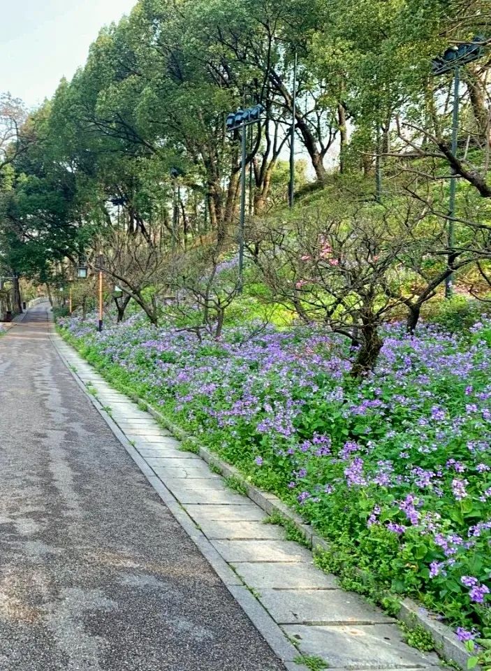 黄鹤楼细支神秘花园,黄鹤楼神秘花园