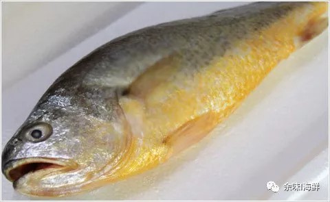 天价野生大黄鱼,温州天价野生大黄鱼