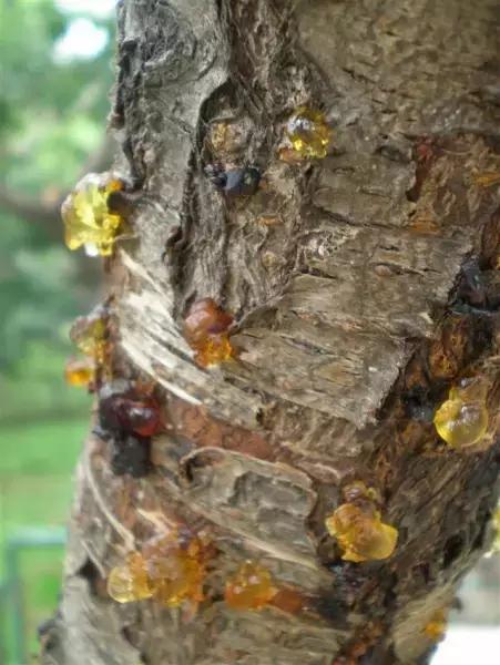 琥珀的形成过程简单介绍,原来琥珀是这么来的