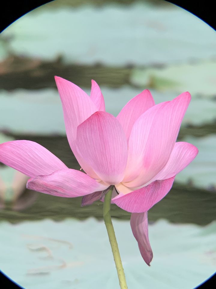 森林人单筒手机望远镜测试,iphonexr手机望远镜