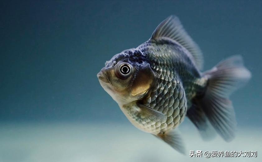 冬季金鱼吃什么饲料好养,金鱼都喂食什么饲料比较好