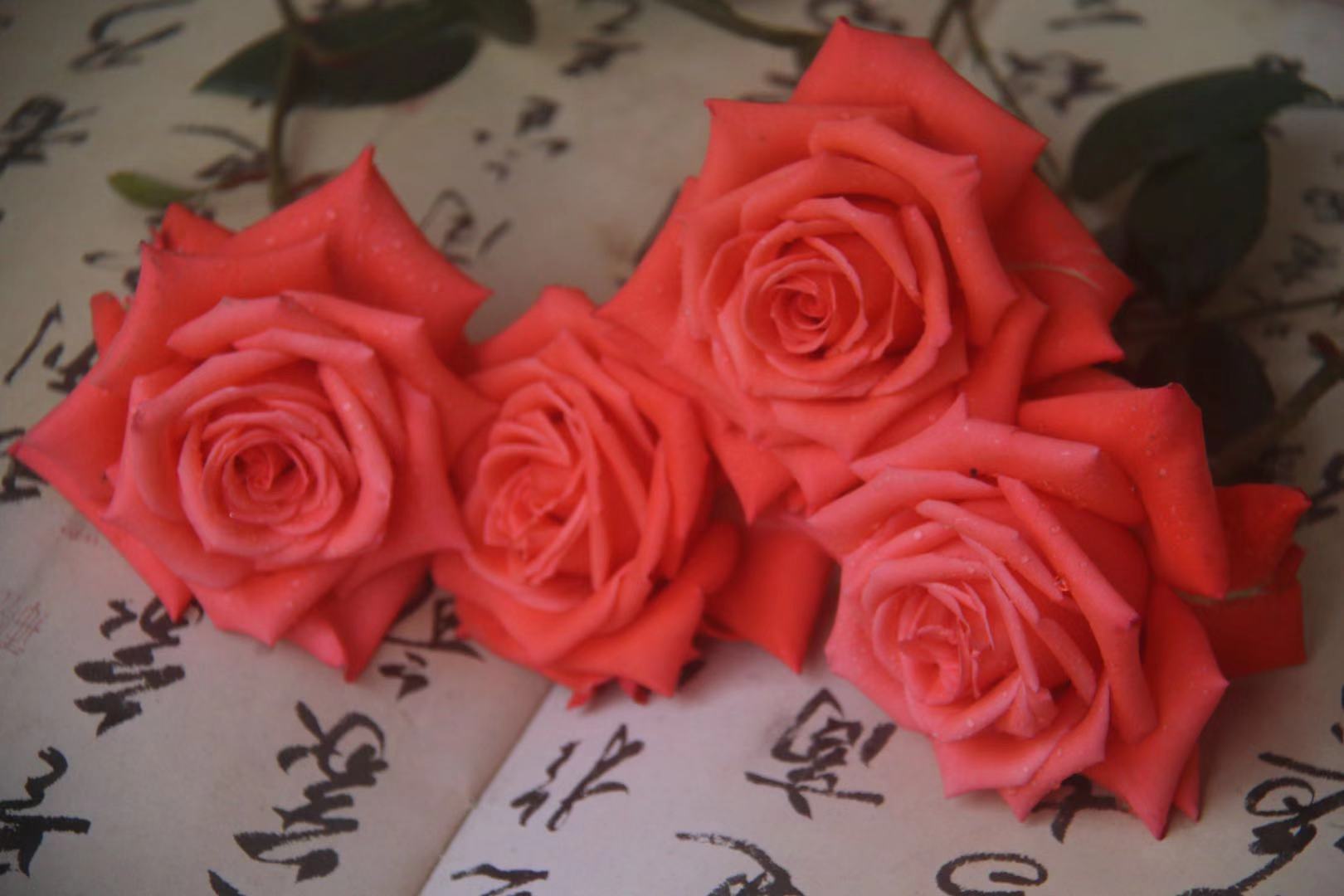 四季开花盆栽月季带花,开花有香味盆栽月季的养殖方法