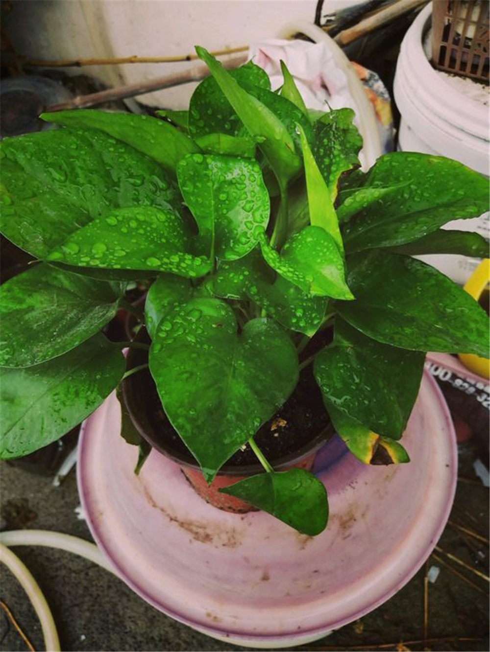 除甲醛全屋种满绿萝,客厅绿萝盆栽室内吸甲醛净化空气