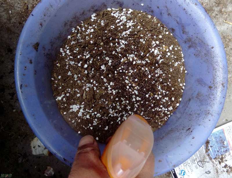 长生草观音莲怎么长侧芽,长生草多肉用什么土壤