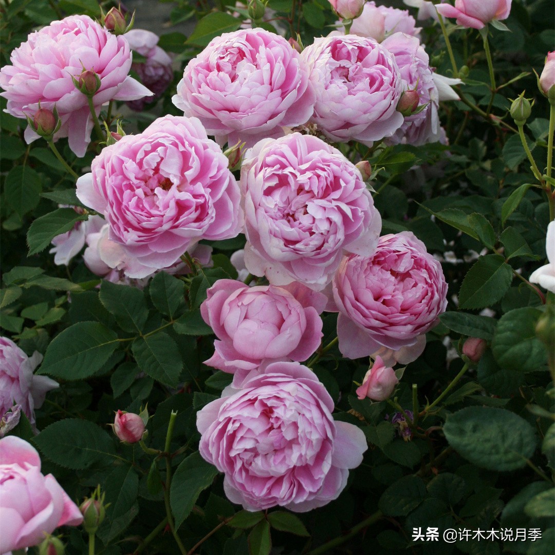 新手月季种植手册，牢记这6点，不死苗、开花多。新手收藏备用