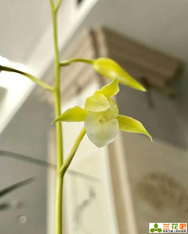 素心兰花和青山玉泉兰花哪个更好,素心兰花是什么样子