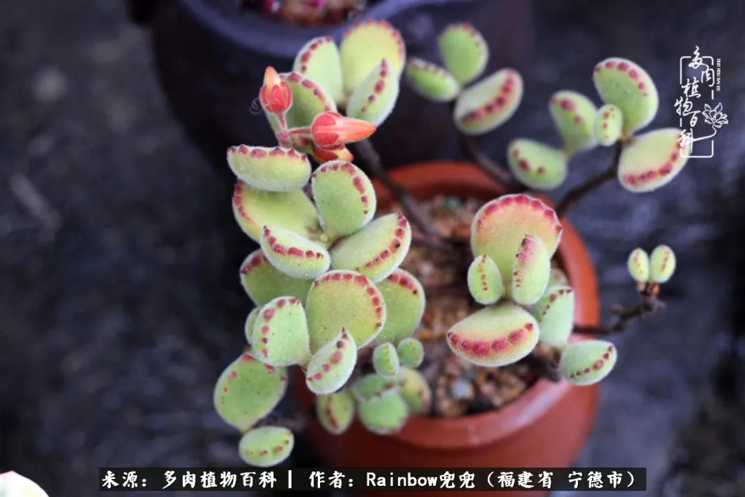 岁月无波澜余生不悲欢是啥意思,愿你岁月无波澜敬我余生无悲欢