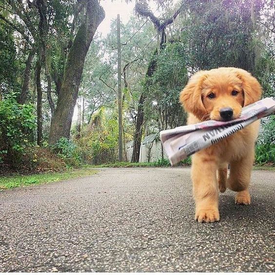 春节期间怎样养好狗狗,如何养好狗狗和主人的关系