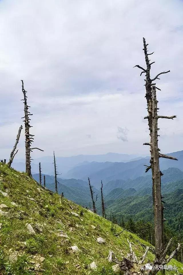 探秘汉中,汉中一村子窜入野生羚牛