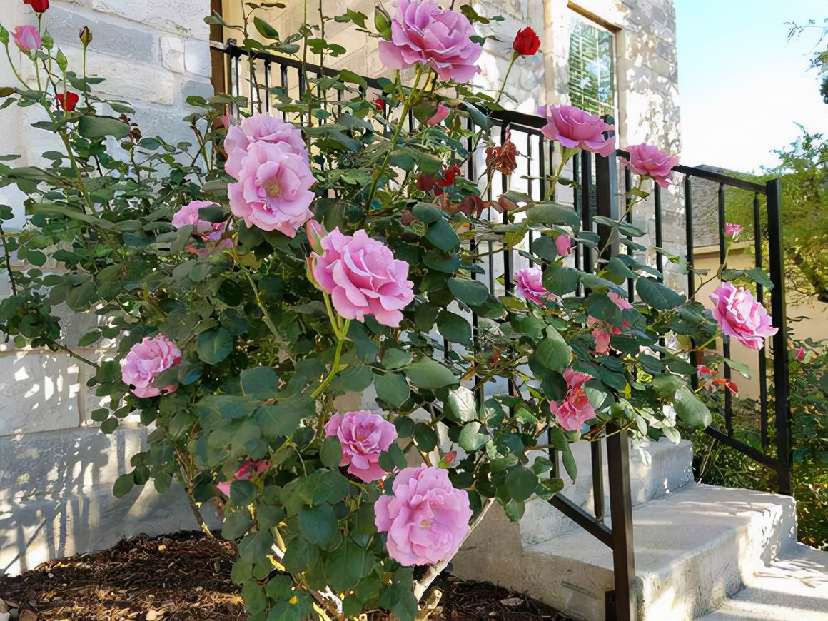 买花经验要牢记,网购花卉如何避坑