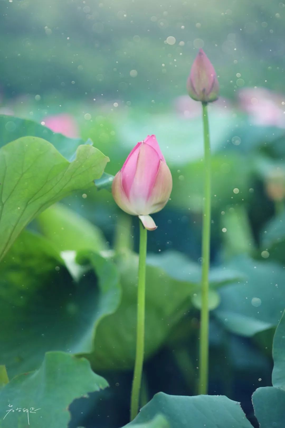 沙家浜旅游民宿有哪些,三月最适合去的最美民宿