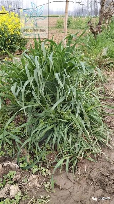 野燕麦煮水喝能止汗吗,野燕麦怎么止汗