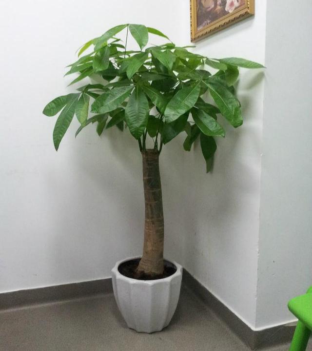 十大吉祥花,十大旺宅吉祥花