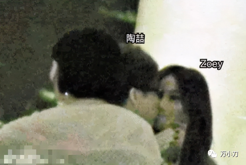 陶喆情史完整视频,陶喆万花丛中过