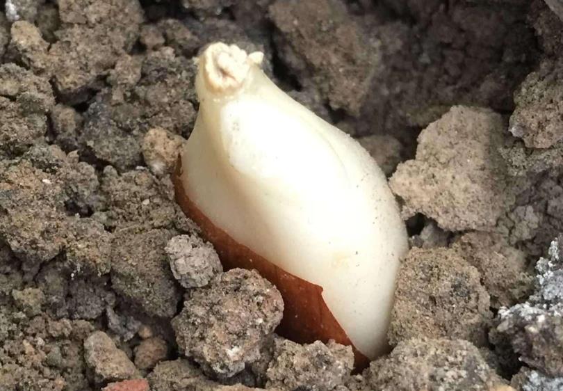 郁金香开了花了剪掉放哪里,郁金香开完后长的侧芽要掐掉吗