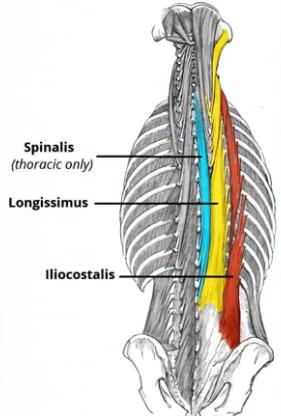 深蹲和硬拉会把屁股练大吗,深蹲和硬拉会把腿练粗