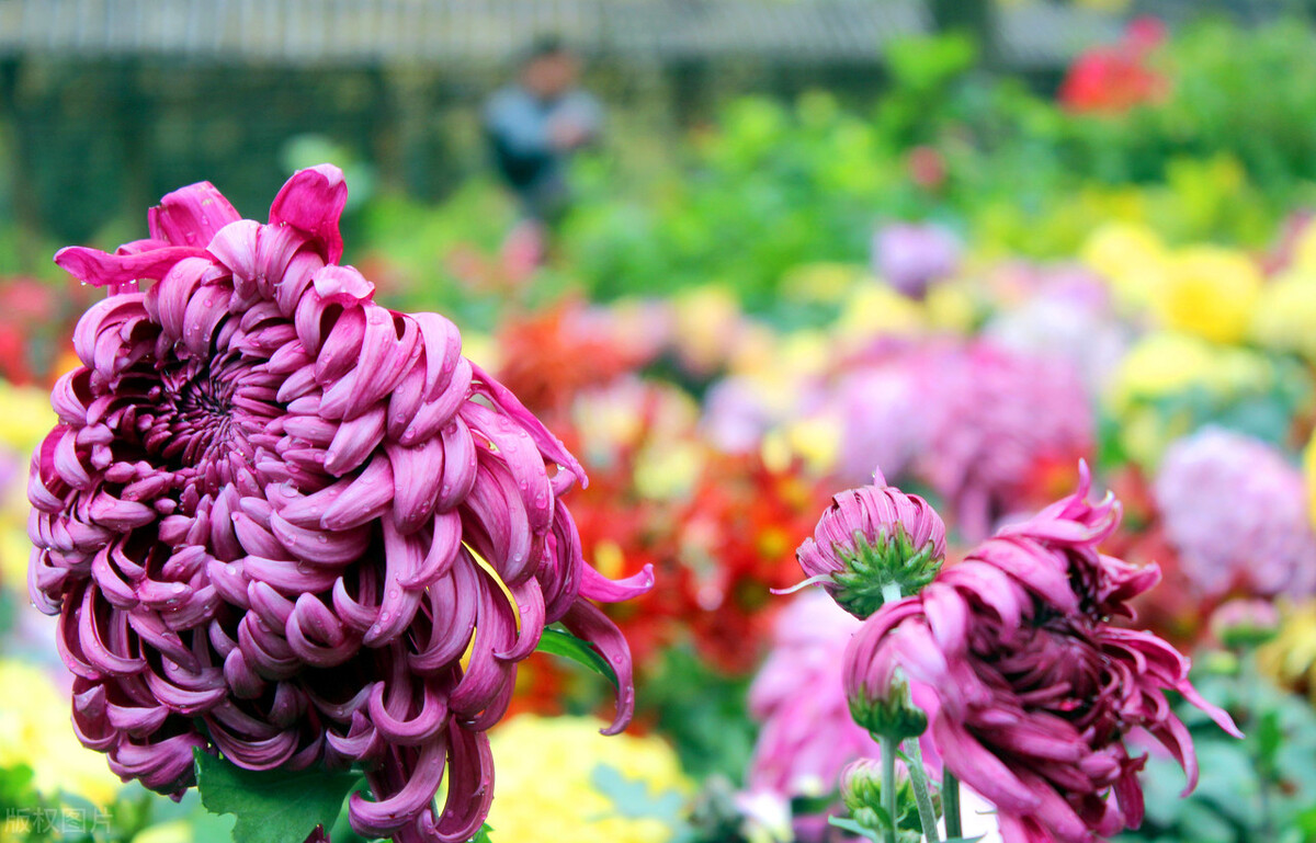 重阳节赏菊花的介绍,赏菊打卡好去处