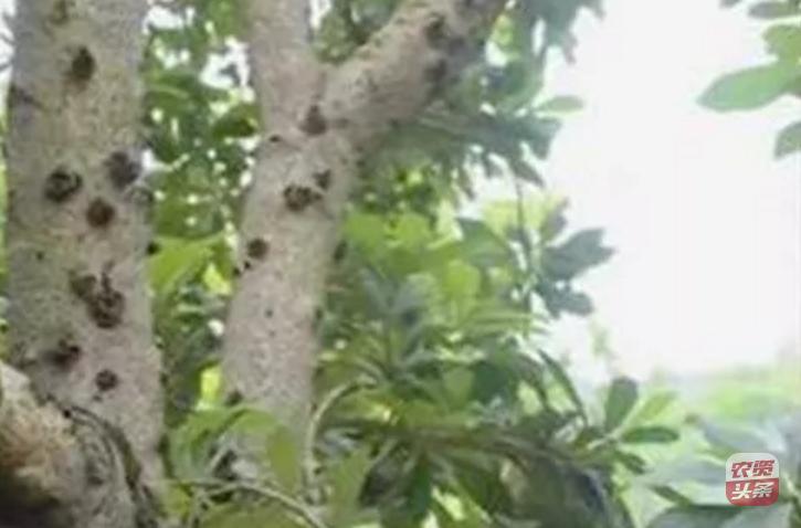 种植杨梅树多少平米一棵,杨梅树庭院种植位置图片