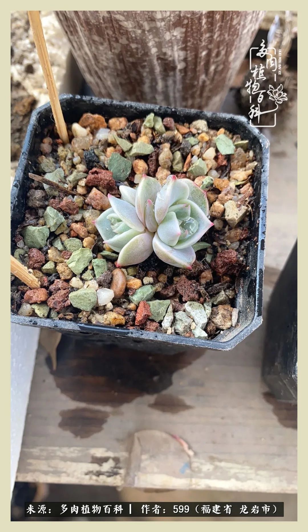 生活需要努力也需要花草,所有的热爱都需要不遗余力图片