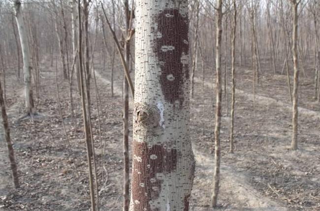 大树缠草绳的正确方法,大树根缠草绳的正确方法