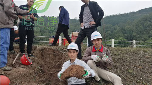 重庆专业灭白蚁服务公司,重庆灭白蚁公司