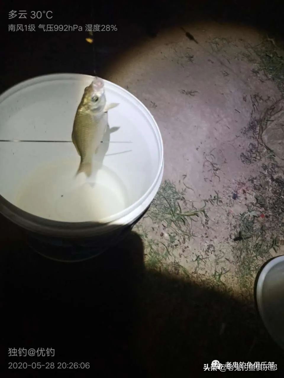 老鬼夏季大板鲫狂拉黑坑开饵视频,老鬼湖库之王狂拉大板鲫怎么样