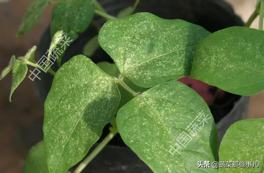 螨虫怎么解决,蔬菜螨虫防治用药