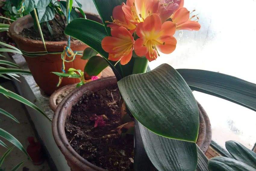 盆土变软,土结块怎么快速弄松换盆