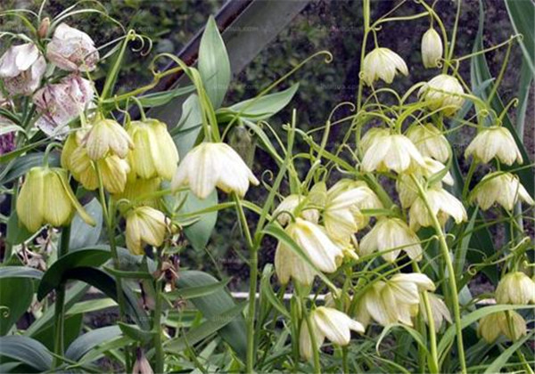 土贝母怎么育种,土贝母怎么养