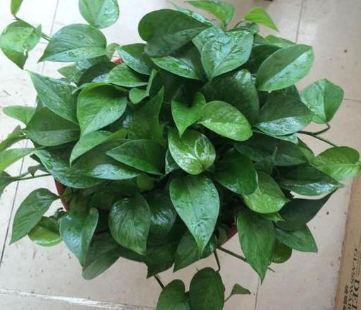 冬天绿萝移盆的正确方法,深秋时节绿萝反黄怎么办