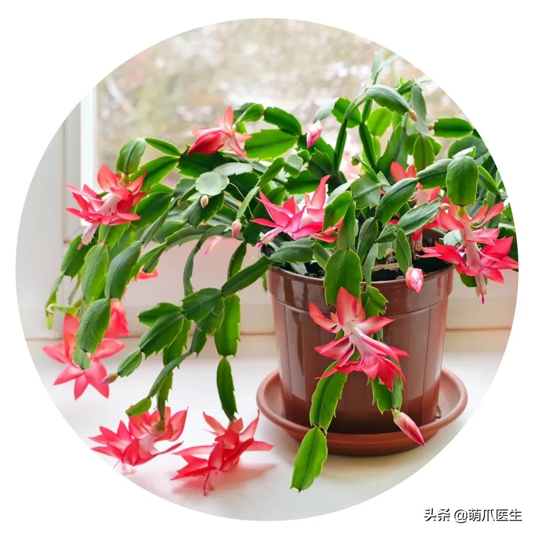 养了猫还可以养兔子吗,养了猫还适合养鹦鹉吗