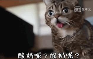 我们家猫真的很弱智怎么办,猫为什么又蠢又自以为是