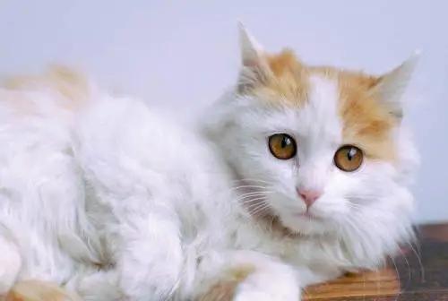 猫咪经常呕吐是什么原因及治疗,猫咪呕吐棕黄色的东西是怎么回事