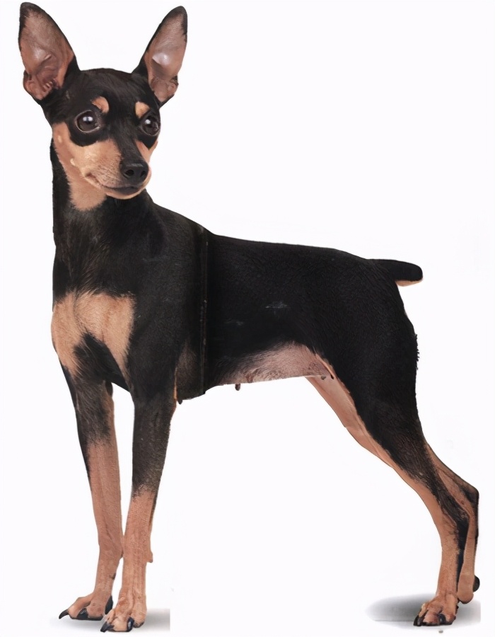 小鹿犬的训练方法,如何训练6个月的小鹿犬